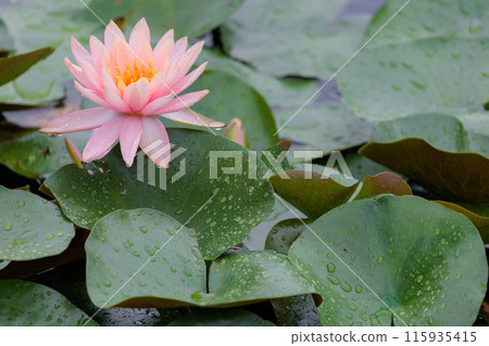 睡蓮在雨天 115935415