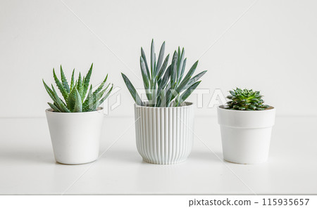 Succulent home plants on the white background 115935657