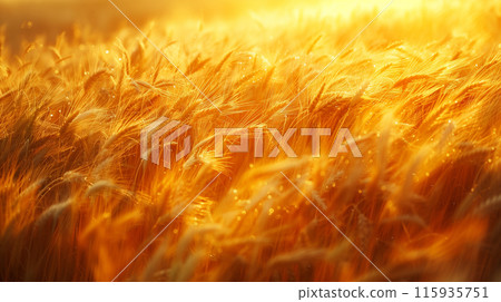 金色閃亮的麥田 金色閃亮的麥田 115935751