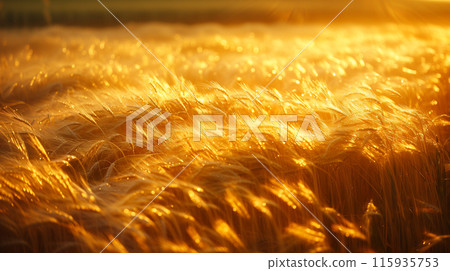 金色閃亮的麥田 金色閃亮的麥田 115935753
