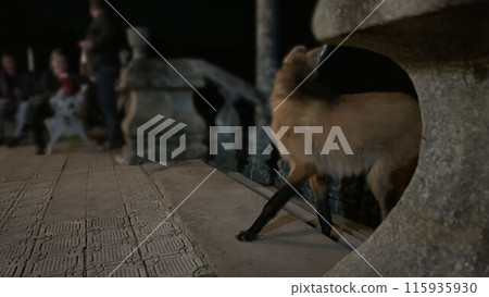 Timid Maned Wolf Climbing Stairs at Caraza Sanctuary at Night 115935930