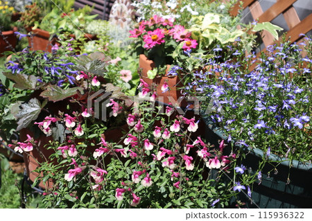Summer flower arrangements and pots Summer flower arrangements and pots 115936322