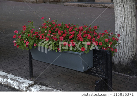 Colorful petunia flowers in flower beds on fences in the city. Urban improvement. Petunia nyctaginiflora. Colorful petunia flowers in flower beds on fences in the city. Urban improvement. Petunia nyctaginiflora. 115936371