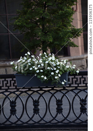 Colorful petunia flowers in flower beds on fences in the city. Urban improvement. Petunia nyctaginiflora. 115936375