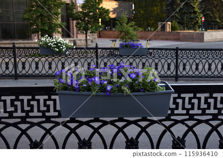 Colorful petunia flowers in flower beds on fences in the city. Urban improvement. Petunia nyctaginiflora. 115936410