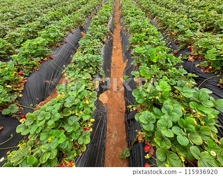 Strawberry picking in strawberry field on fruit farm. Strawberry picking in strawberry field on fruit farm. 115936920