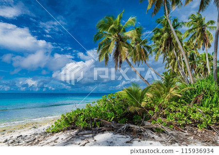 Coconut palm trees beach on Maldives. Tropical banner with blue ocean in paradise resort island Coconut palm trees beach on Maldives. Tropical banner with blue ocean in paradise resort island 115936934