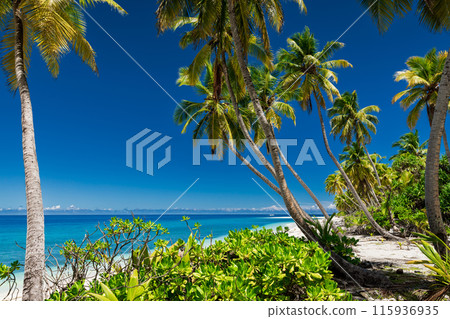 Coconut palm beach on Maldives. Tropical holiday banner with blue ocean and sky on sunny day 115936935