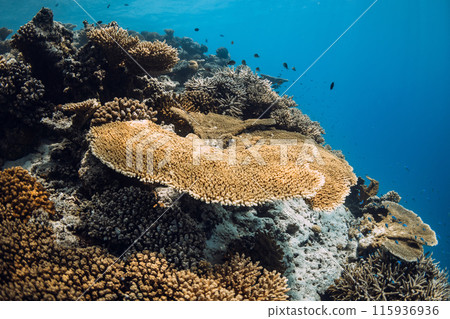 Reef with living corals and fish underwater in deep ocean in Maldives. 115936936