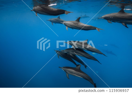 Dolphins swimunderwater in blue sea. Dolphins pod in ocean 115936937