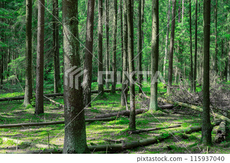 Green forest, trunks, leaves and grass, landscape background Green forest, trunks, leaves and grass, landscape background 115937040