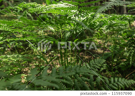 Green plants, fern leaves, leaf in nature, forest background Green plants, fern leaves, leaf in nature, forest background 115937090