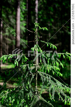 Green fir tree, forest nature, woods, firtree Green fir tree, forest nature, woods, firtree 115937091