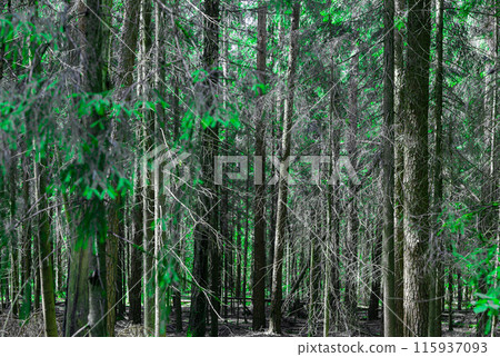 Green forest, woodland woods, nature background, environment 115937093