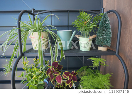 Colorful indoor plants in pots, watering can, and gardening tools create vibrant home decor 115937146