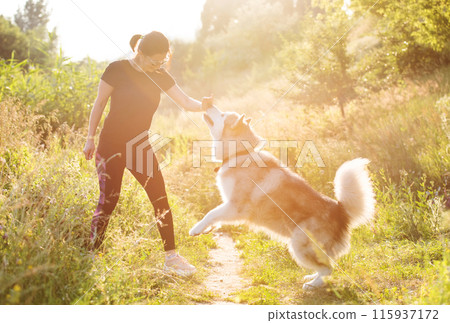 Woman training domestic dog to stand on hind legs outdoors Woman training domestic dog to stand on hind legs outdoors 115937172