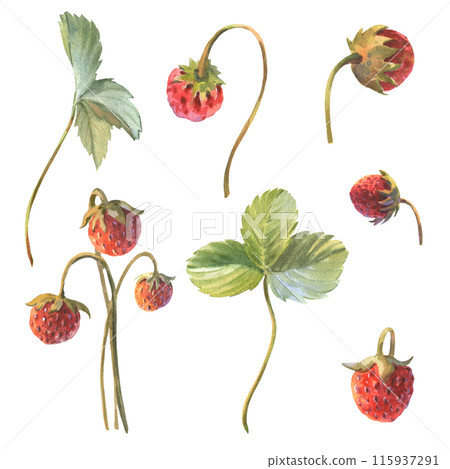 Wild strawberry branches and leaves set. Hand drawn watercolor illustration on white background 115937291