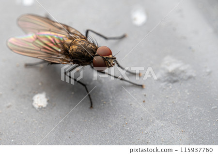 a fly perched on a grey surface macro, close up, insect, wildlife. a fly perched on a grey surface macro, close up, insect, wildlife. 115937760