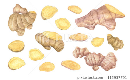 Fresh ginger root and slices. Fragrant and healthy plant for baking, for making warming tea. Watercolor illustration illustration. Natural organic product for recipe, package. For treating colds Fresh ginger root and slices. Fragrant and healthy plant for baking, for making warming tea. Watercolor illustration illustration. Natural organic product for recipe, package. For treating colds 115937791