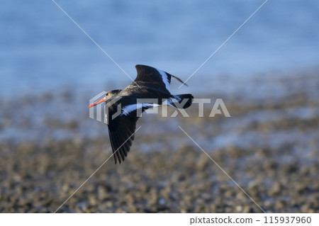 American oystercatcher, Haematopus palliatus,  in flight, flying in a Patagonian beach environment, Patagonia, Argentina. 115937960