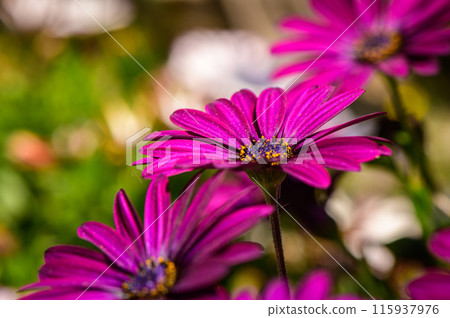 Osteospermum is a genus belonging to the Asteraceae family. Osteospermum is a genus belonging to the Asteraceae family. 115937976