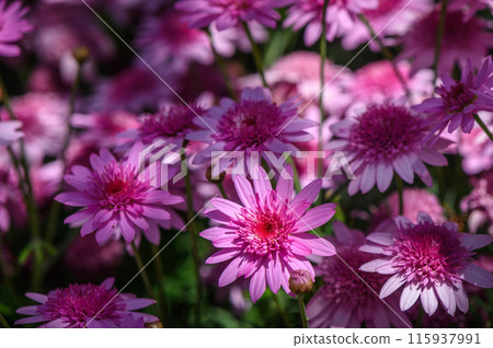 Callistephus chinensis. China aster or annual aster in garden. 115937991