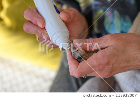 Clipping a dog's nails with an electric scratcher. Dog grooming 17 Clipping a dog's nails with an electric scratcher. Dog grooming 17 115938007