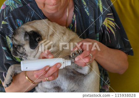 Trimming a pug's nails with an electric scratching post. A girl cuts a dog's nails. Trimming a pug's nails with an electric scratching post. A girl cuts a dog's nails. 115938028