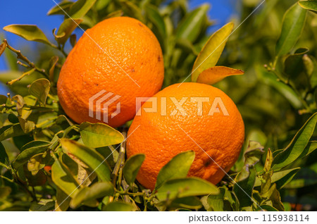 Fresh and ripe mandarins on a mandarin tree during the months of winter 115938114