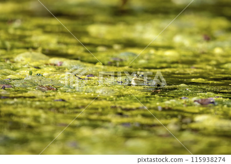 A green frog in a pond 115938274