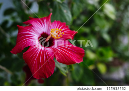 Hibiscus in the city 115938562