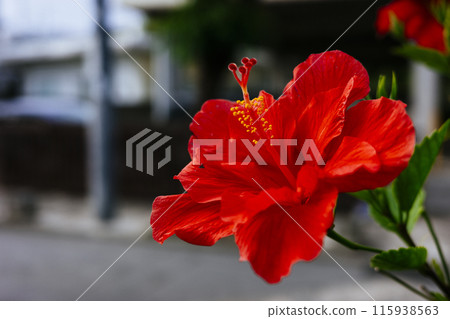 Hibiscus in the city 115938563