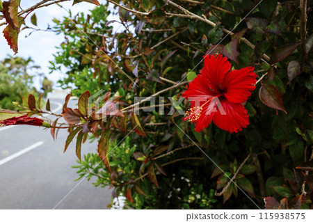 Hibiscus in the city 115938575