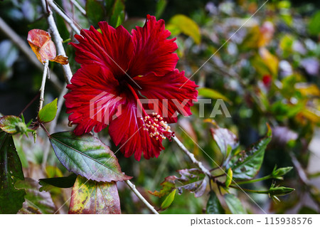 Hibiscus in the city 115938576