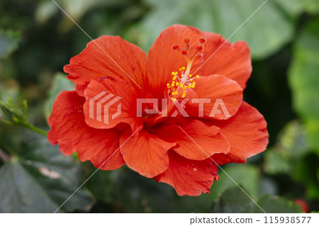 Hibiscus in the city 115938577