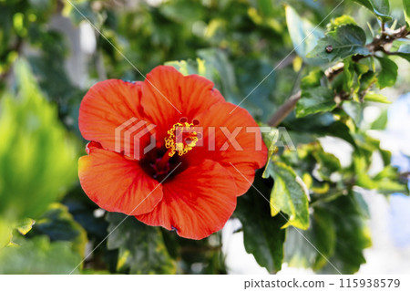 Hibiscus in the city 115938579