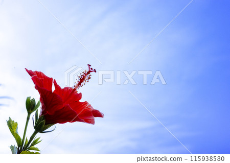 Hibiscus in the city 115938580