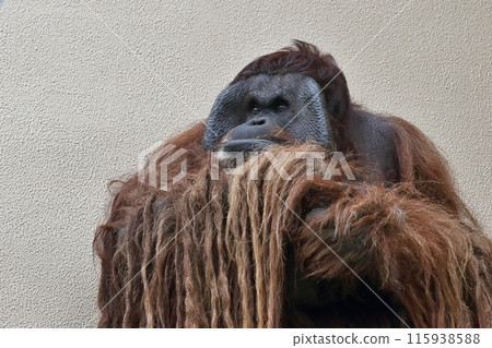 雄性猩猩雙臂交叉凝視 115938588