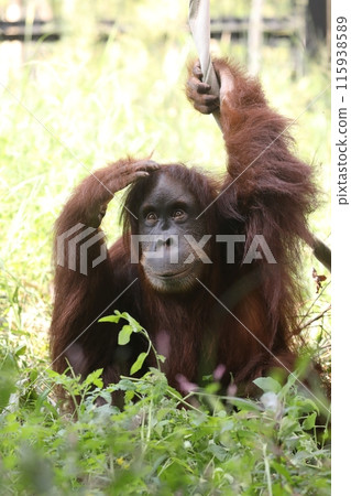 一隻雌性猩猩雙手放在頭上抬頭仰望 115938589