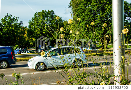 Giant flower bud - Latin name - Cephalaria gigantea. Botanical Garden in Nitra, Slovakia 115938700