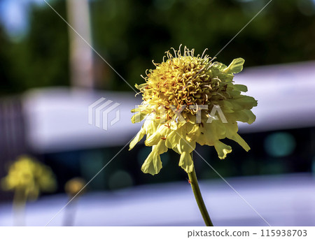 Giant flower bud - Latin name - Cephalaria gigantea. Botanical Garden in Nitra, Slovakia Giant flower bud - Latin name - Cephalaria gigantea. Botanical Garden in Nitra, Slovakia 115938703