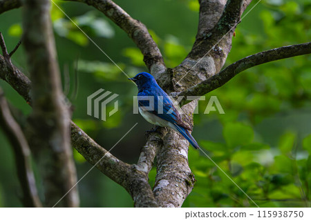 A brightly colored blue-and-white flycatcher 115938750