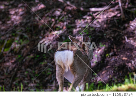 Running deer Running deer 115938754