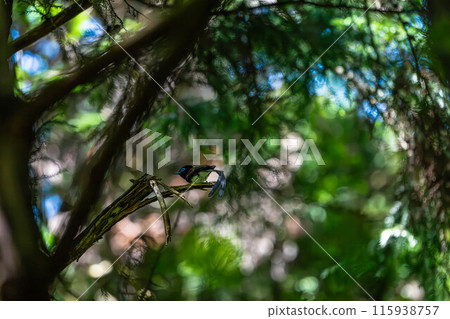 Paradise flycatcher in the forest 115938757