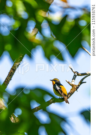 A Perched Flycatcher 115938761
