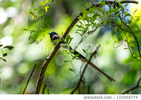 Male Paradise Flycatcher 115938774
