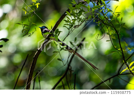 Long-tailed Paradise Flycatcher 115938775