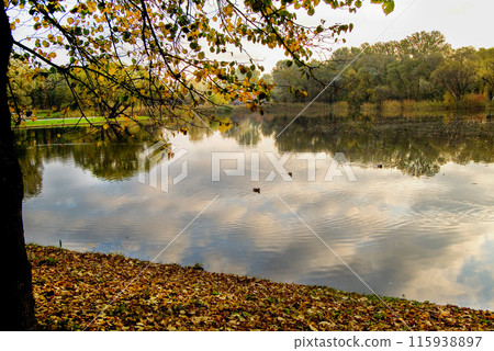 Autumn in Manchester suburb - lake and yellow leaves sunrise or sunset and ducks in water 115938897
