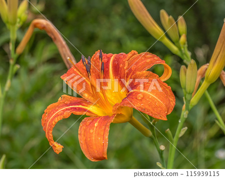 Orange daylily flowers in blossom 115939115