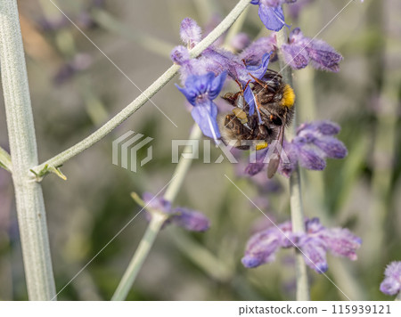 Bumblebee at work Bumblebee at work 115939121